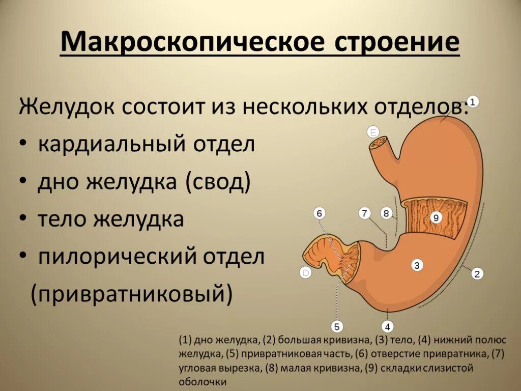 4 части желудка. Пилорический отдел желудка. Отделы желудка анатомия. Строение желудка отделы.