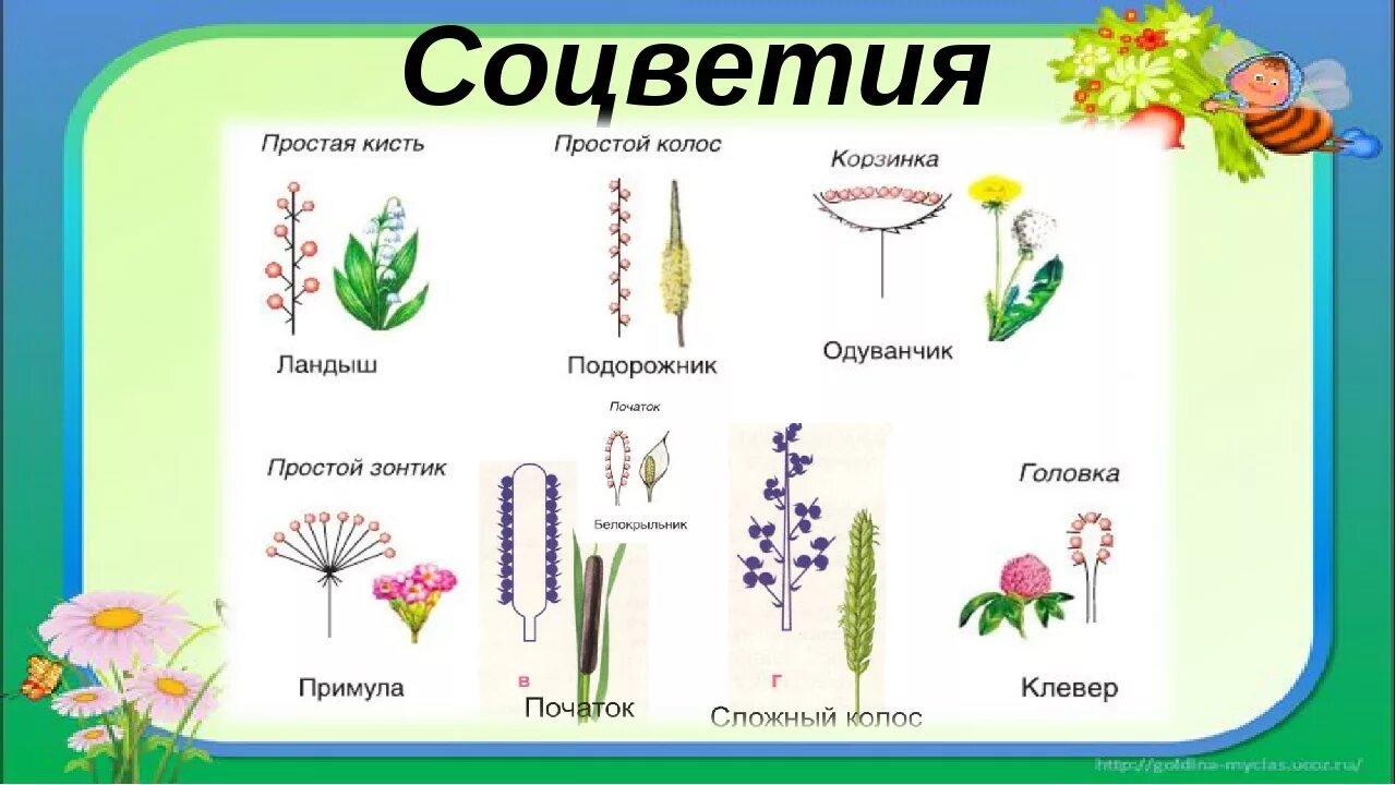 Соцветия первого типа имеет одуванчик. Схемы соцветий 6 класс биология. Биология 6 класс тема соцветия. Соцветия 5 класс биология. Типы соцветия растений.