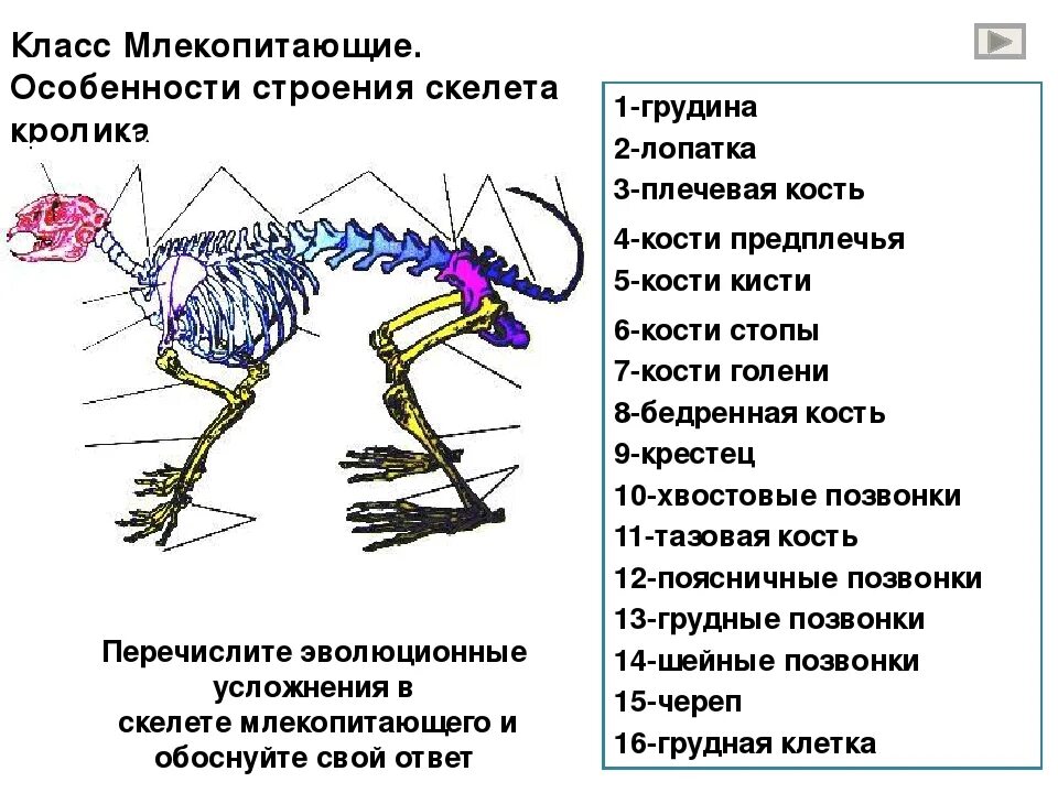 Исследование особенностей скелета млекопитающих ответы. Скелет млекопитающего 7 класс биология. Скелет млекопитающих анатомия. Скелет кролика внутреннее строение. Строение скелета млекопитающих 7 класс биология.