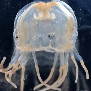 Глаза медузы
