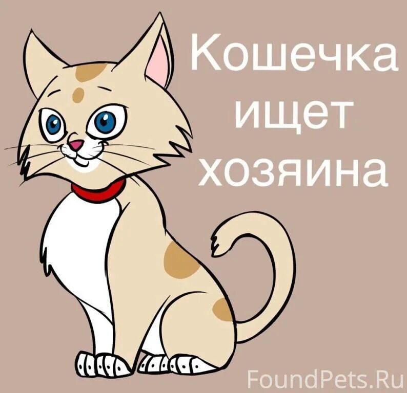 Кошка ищет дом. Котятам нужен дом. Котята ищут дом. Кошечка. Мама помоги котенку