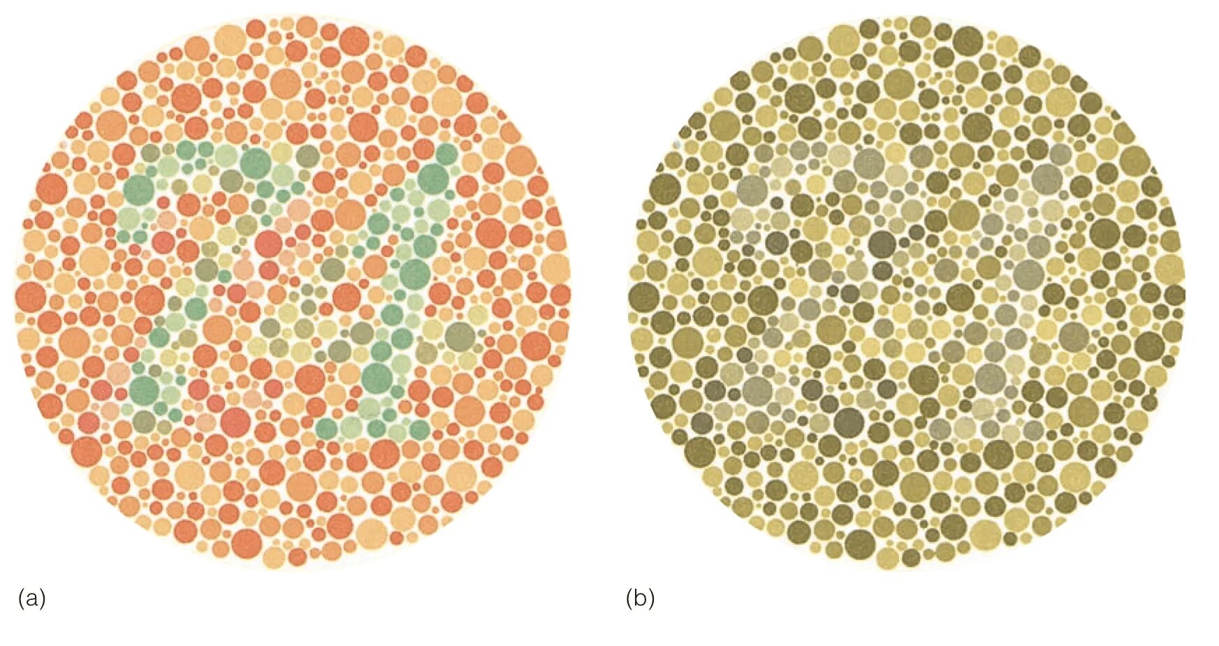 Дальтонизм ахроматопсия. Protan дальтонизм. Colorblind дальтонизм. Тест на дальтонизм протанопия. Видишь как она выглядит