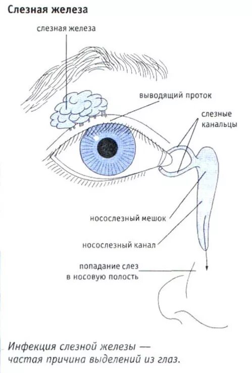 Секрет слезной железы. Слезная железа схема. Анатомические структуры слезного аппарата. Слезная железа и слезный мешок. Протоки слезной железы анатомия.