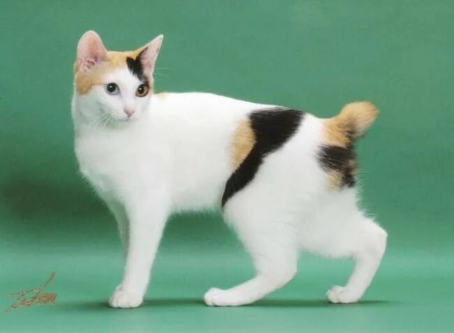 Рассмотрите фотографию кошки породы японский бобтейл. Японский бобтейл. Кот японский бобтейл. Японский бобтейл длинношёрстный. Японский бобтейл трехцветный.
