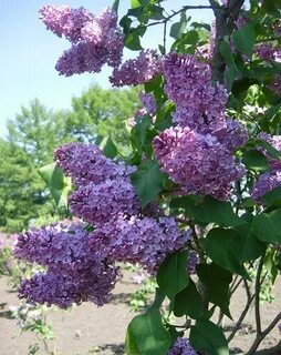 Сирень кустарник описание