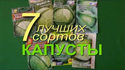 Капуста для квашения лучшие сорта отзывы