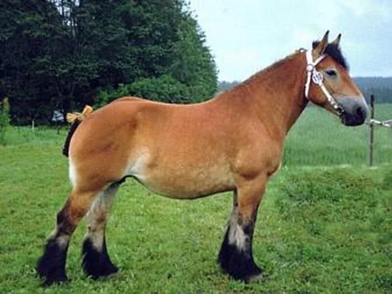 Le Blazer, un cheval unique en son genre Photos de chevaux, Quarter horse, Paint