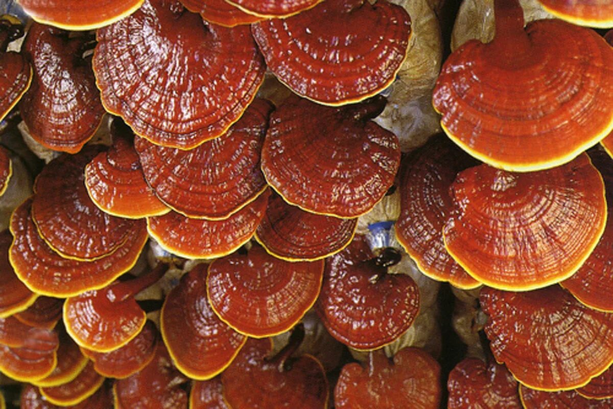 Гриб трутовик ganoderma lucidum. Ганодерма. Ганодерма. Гриб трутовик ganoderma lucidum. Ганодерма.