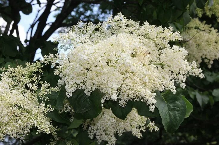 Дерево с белыми цветами фото Free Images : tree, branch, blossom, white, flower, spring, botany, flora, shrub