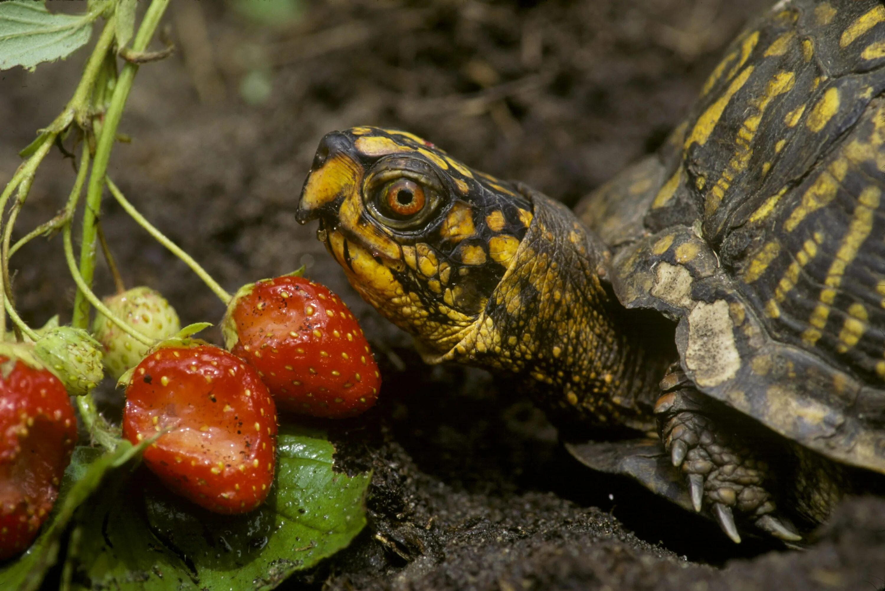 Еда красноухой черепахи. Красноухая черепаха. Красноухая черепаха кушает. Что едят красноухие черепахи. Сухопутная черепаха.