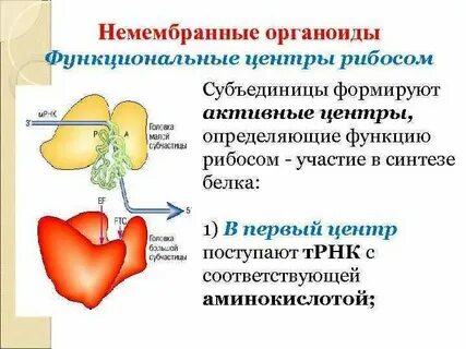 В каких органоидах находятся рибосомы
