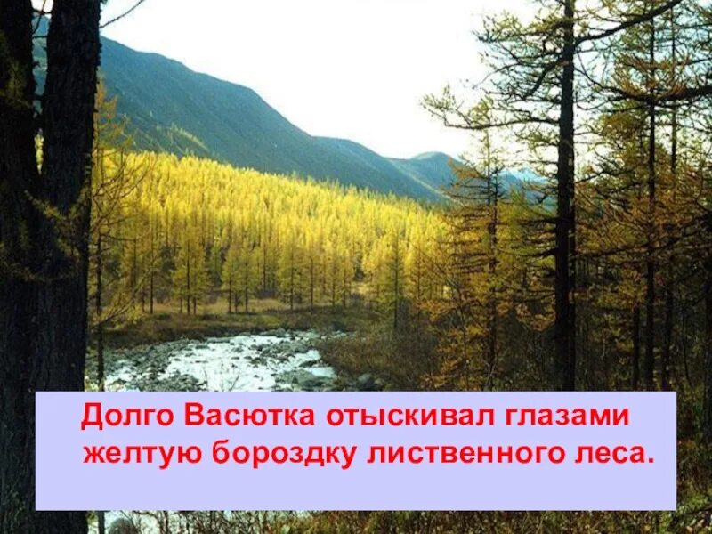 Желтая бороздка лиственного леса которую заметил васютка. Васюткино озеро. бороздка лиственного леса. васюткино озеро картинки. картинки к произведению васюткино озеро.