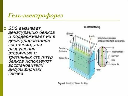 Методы изучения биологии электрофорез