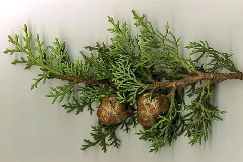 Кипарис веточка