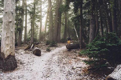This is tree in the forest