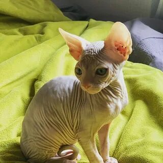 Продам котят сфинксов