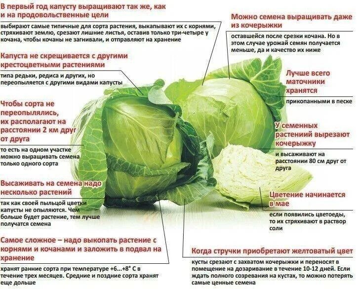 С какого возраста можно давать капусту