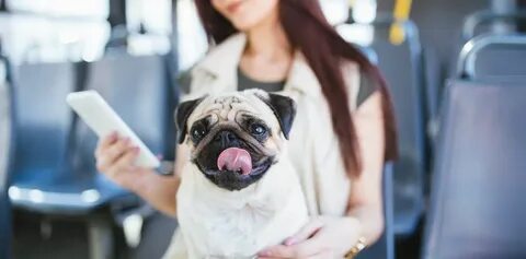 Pet bus
