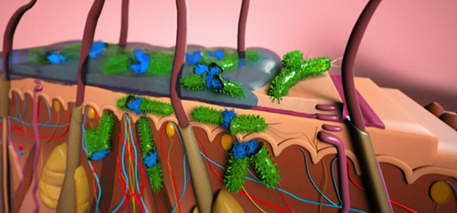 Бактерии на коже человека. Бактерии на поверхности кожи. Микроорганизмы женских половых органов