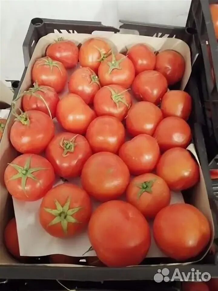 Помидоры свежие. Помидоры авито тула. Помидоры домашние крупные. Помидоры домашние. Помидоры авито тула.