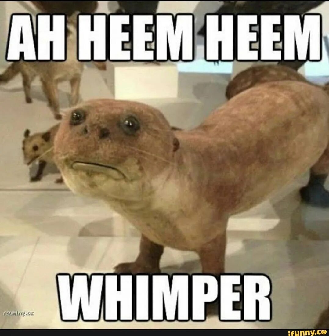 Soft whimper. Soft whimper. Soft whimper. Whimper. Soft whimper.