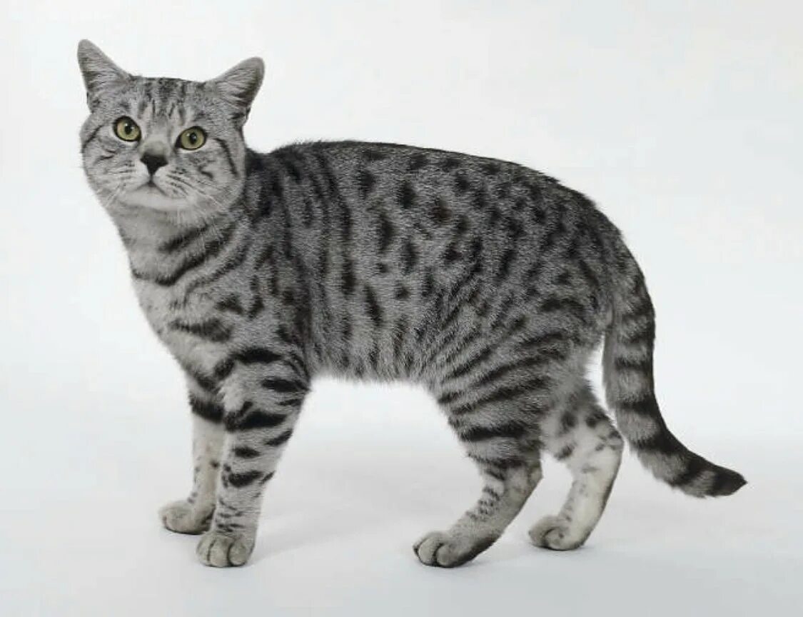 Серые коты с пятнами. Британская кошка табби. Мраморный Мэнкс табби. Британская короткошёрстная кошка серебристый табби. Табби макрель тигровый.