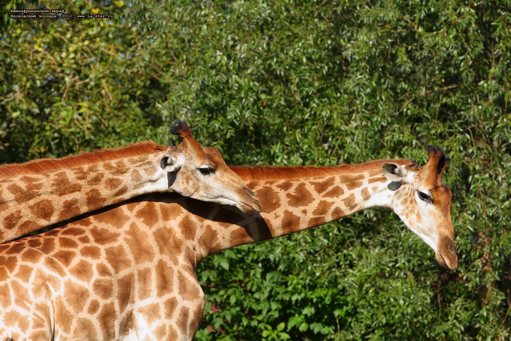 жираф тунис сафари. жираф это млекопитающее. млекопитающий жираф. семейство жирафов. пятнистый жираф.