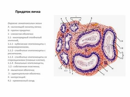Придаток яичка гистология