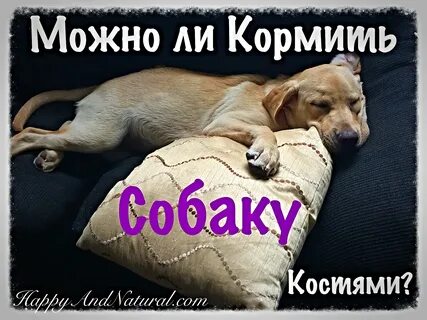 Собака костя