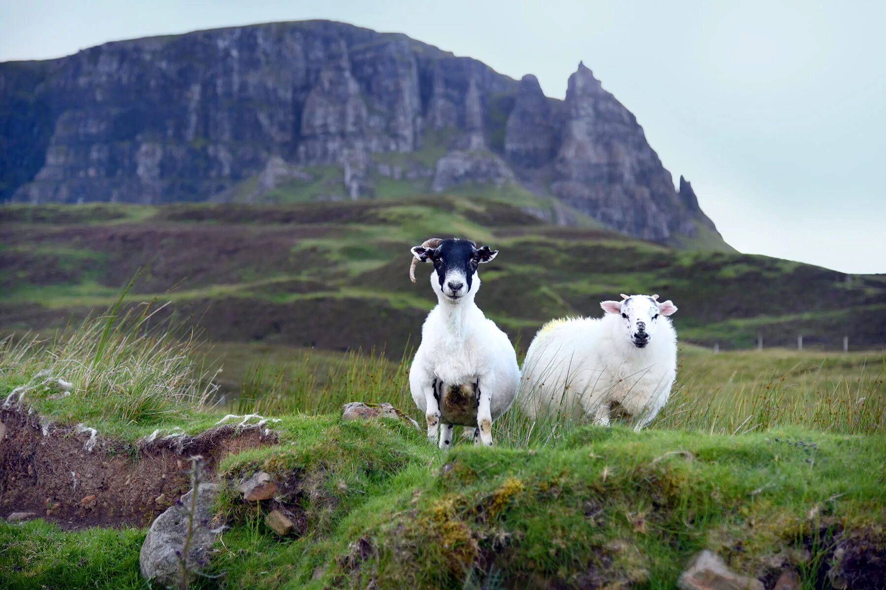 Scotland animal. Шотландия Isle of Skye. Остров Скай, Шотландия (Isle of Skye). Quiraing Valley, Skye Island, Шотландия. Курос Шотландия.