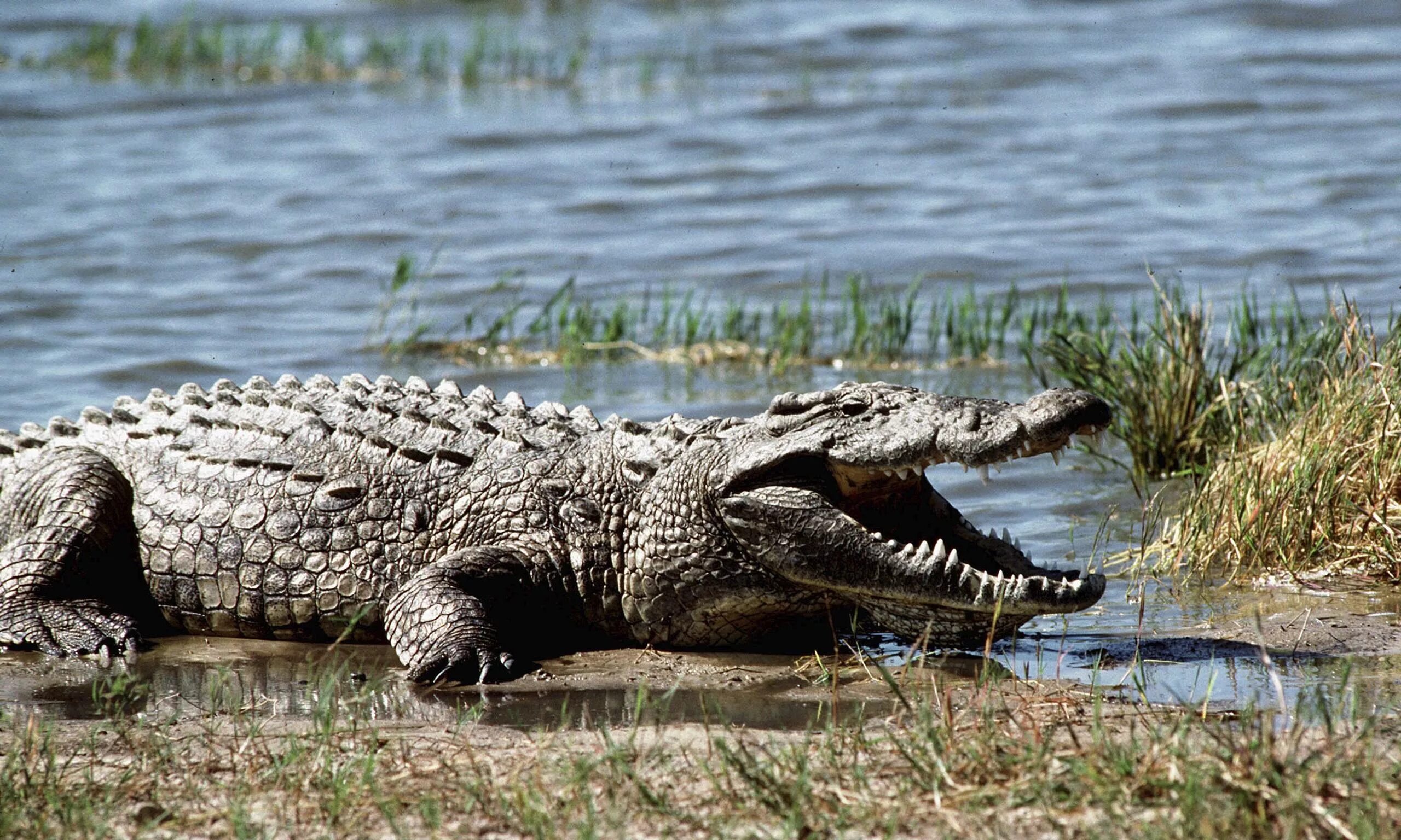 Крокодил живет в африке. Африканский Нильский крокодил. Нильский крокодил Crocodylus niloticus. Нильский крокодил белый.