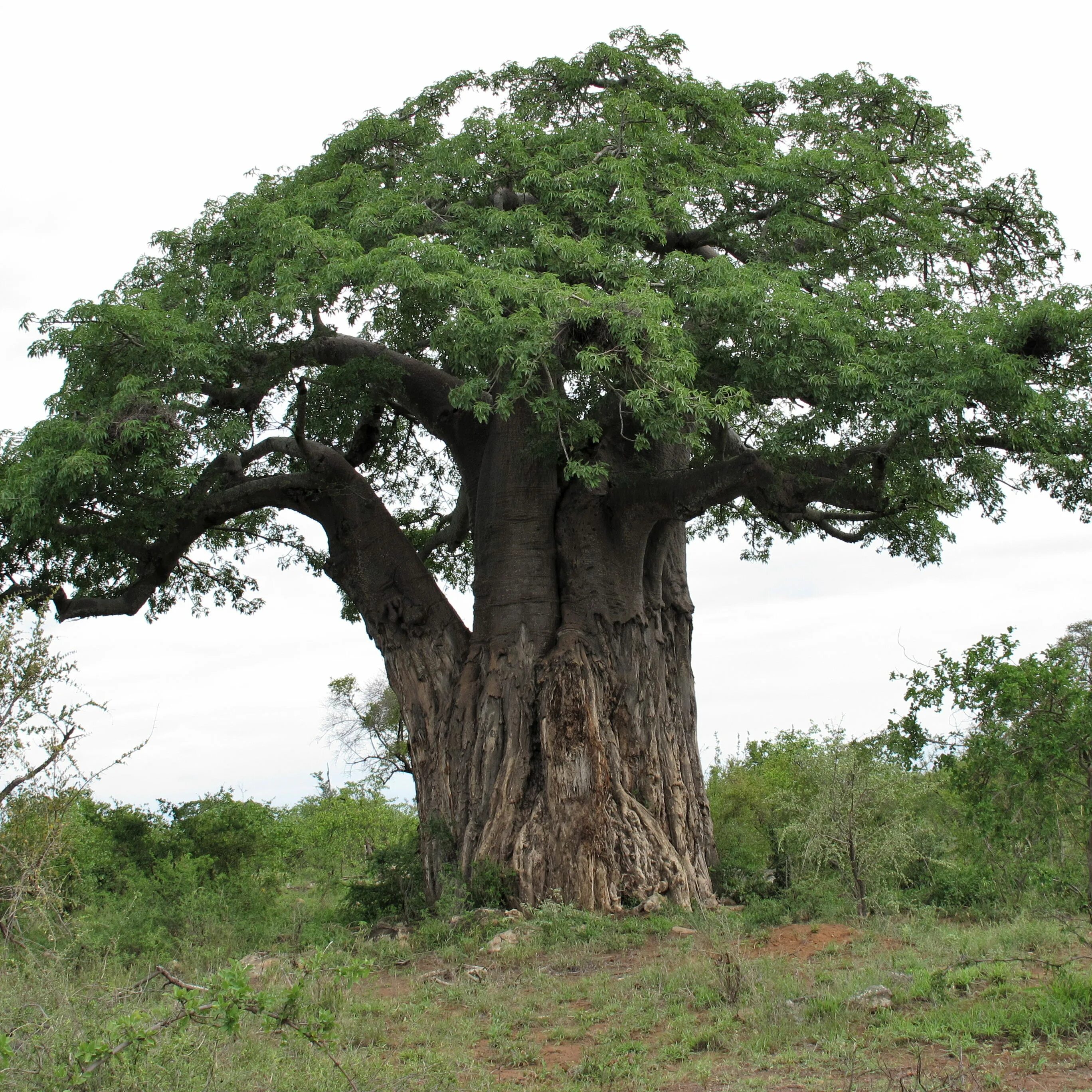 Толстое дерево 6. Дерево в Африке баобаб. Баобаб ЮАР. Баобаб крона. Баобаб в саванне.