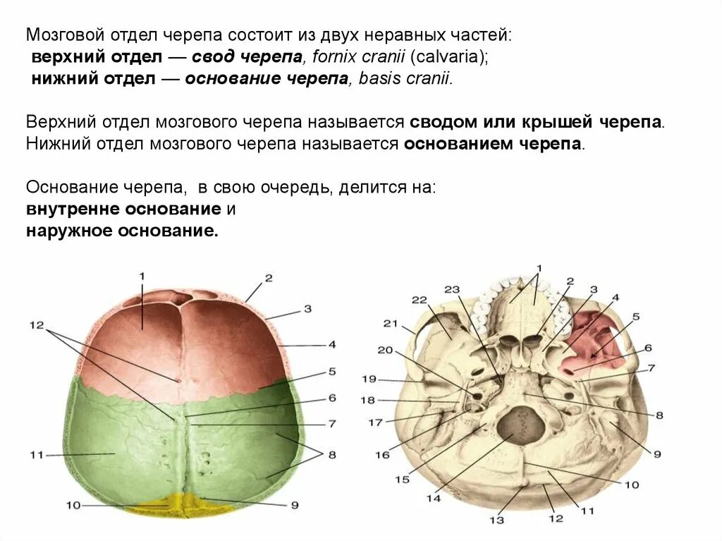 Свод (крыша) мозгового черепа. Краниология черепа анатомия. Свод черепа анатомия строение. Строение свода черепа.