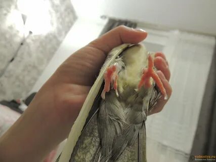 Кореллы купаются