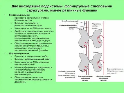 Виды трактов