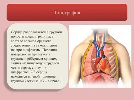 Топография сердца анатомия