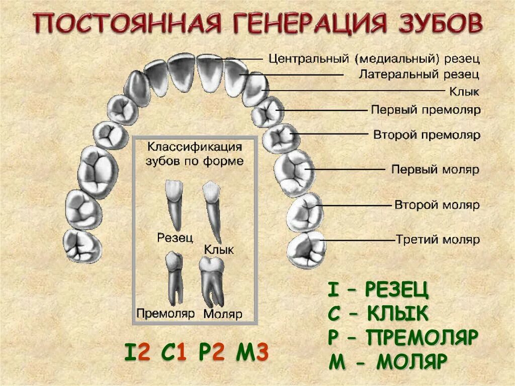 Зуб 1 8. Резцы моляры премоляры. Классификация зубов. Классификация зубов человека. Строение и название зубов человека.