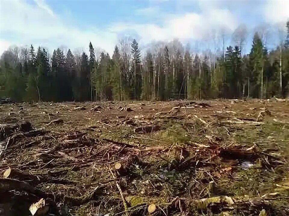 Как получить бесплатную делянку. Фото деляны в лесу. опытная делянка. лесные грабли для уборки делянок. как найти старую делянку.