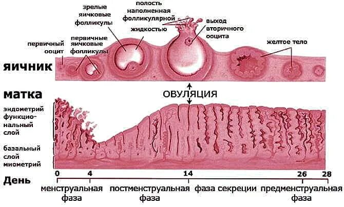 Изменение эндометрия матки. Слизистой оболочке матки гистология. Фазы менструального цикла и толщина эндометрия. Фазы менструационного цикла матка гистология. Стадии менструального цикла гистология.