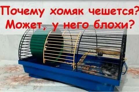 Когда будут выводить деньги из хомяка