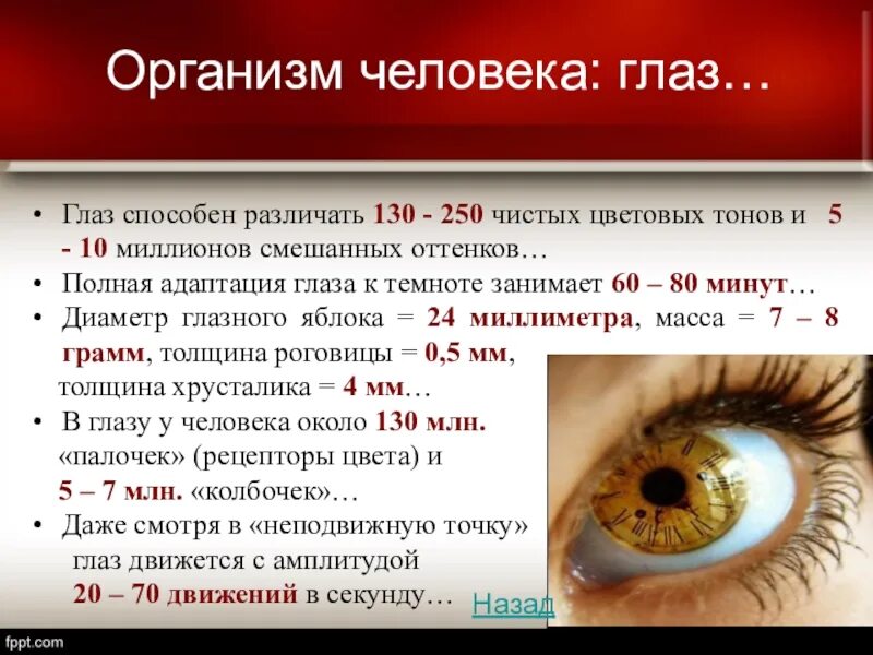 Сколько цветов различает человек. Человеческий глаз способен различать около оттенков. цвета различаемые глазом человека. человеческий глаз способен различать. размер человеческого глаза.