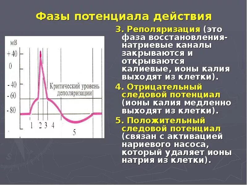 Снижение процессов реполяризации. Фаза реполяризации потенциала. экг деполяризация и реполяризация. фаза реполяризации потенциала действия. деполяризация и реполяризация физиология.