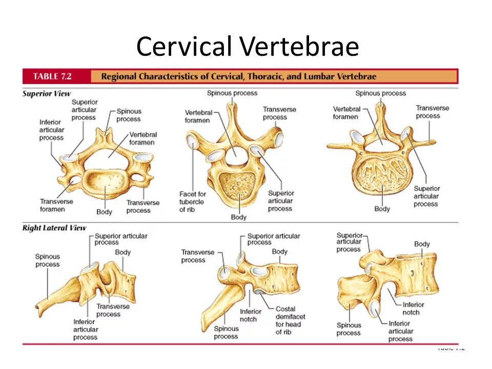 Телесные процессы access consciousness. Spine brain. Аксис позвонок. Body processes. Body processes.