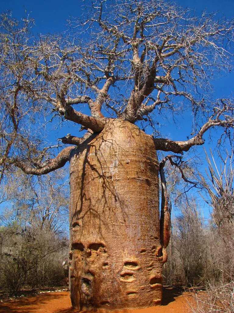 Толстое дерево 6. Баобаб дерево. Баобаб и дуб. Баобаб лес. Баобаб в Танзании которому 6000 лет.