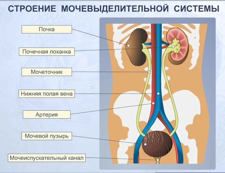 Мочеточники выполняют функцию. Строение выделительной системы человека схема. Органы выделительной системы схема. Строение мочеиспускательной системы. Общая схема мочевыделительной системы.