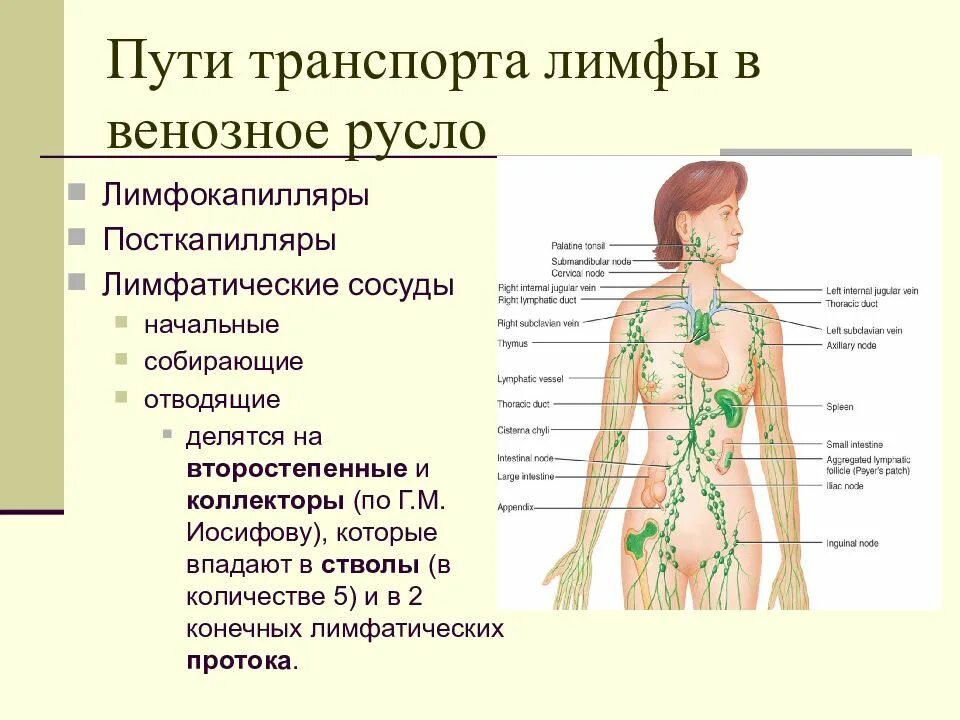 Что дает лимфа. Пути транспорта лимфы. строение лимфатической системы. лимфатическая система таблица. путь лимфы в организме.