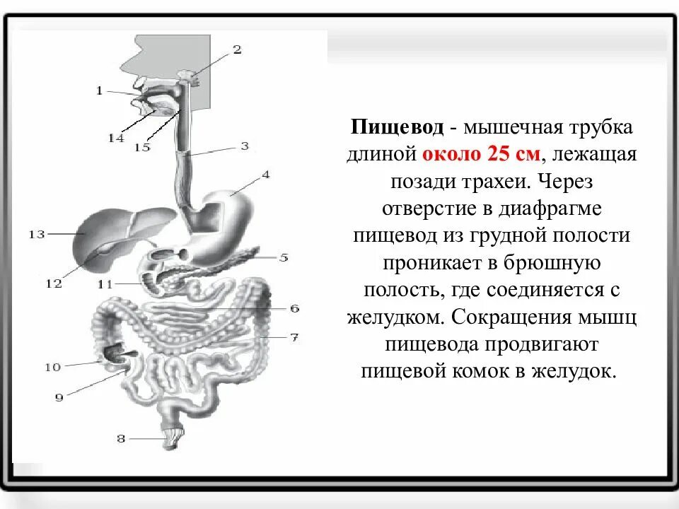 Через пищевод. Пищевод в брюшной полости. Пищевод это мышечная трубка. Пищеварительная система пищевод.