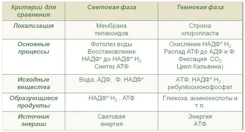 Методическая разработка по теме "Обмен веществ и энергии в клетке. Платический о