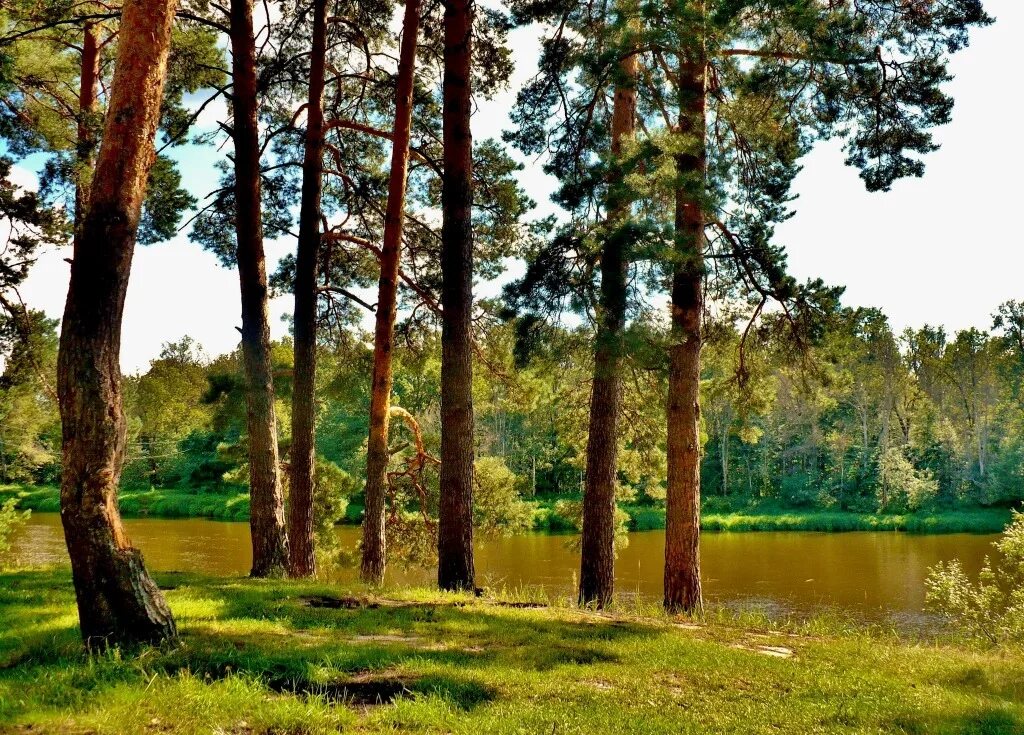 лес на руси. русские леса. русский лес. русский лес школьная. взрослый сосновый лес.