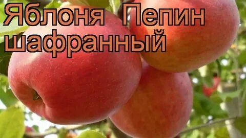 Яблоня пепин описание